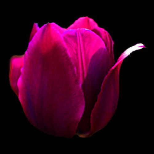 Image of Tulips is a perennial, bulbous plant with showy flowers in the genus Tulipa, of which up to 109 species printed on Printed Glass Splashbacks