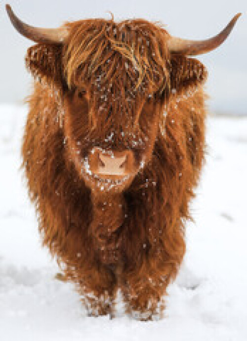 Image of scottish highland cow printed on Printed Glass Splashbacks