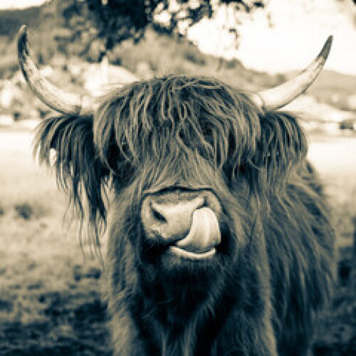 Image of highland cow in kinzig valley in black forest, germany printed on Printed Glass Splashbacks