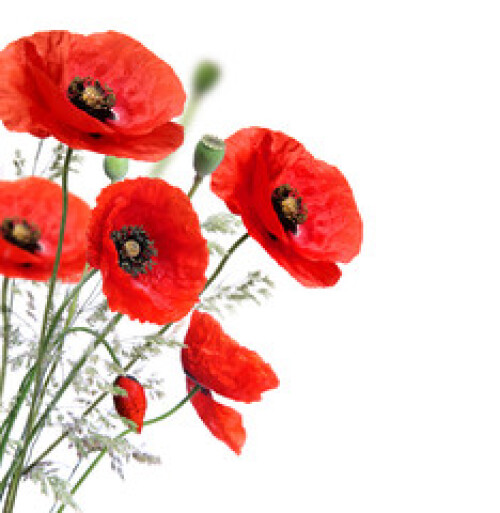 Image of Poppy flowers isolated on a white background printed on Printed Glass Basin Splashbacks