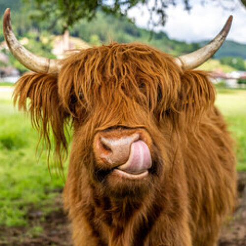 Image of highland cow in kinzig valley in black forest, germany printed on Printed Glass Splashbacks