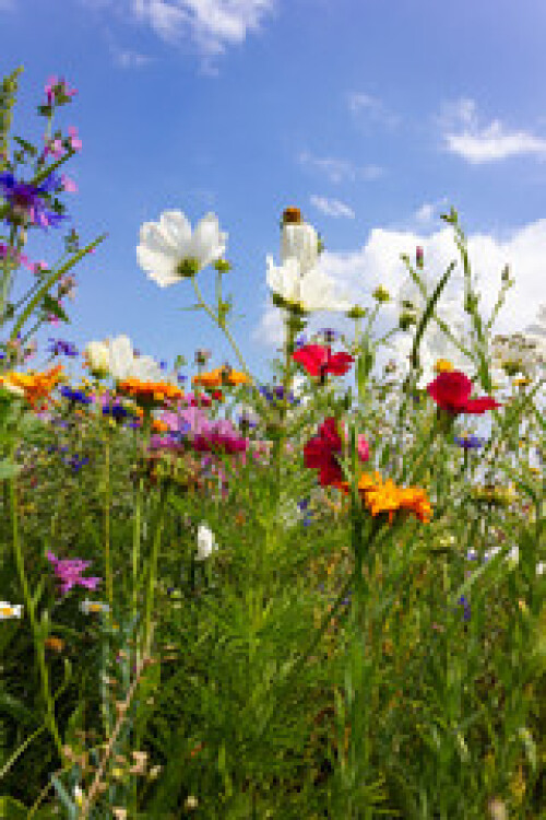 Image of multi colorful flowers in meadow at sunshine summer day printed on Printed Glass Basin Splashbacks