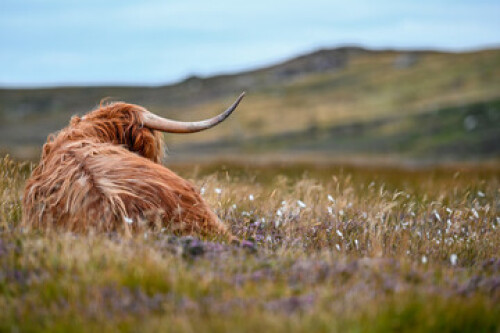 Image of Highland cow in the grass printed on Printed Glass Basin Splashbacks