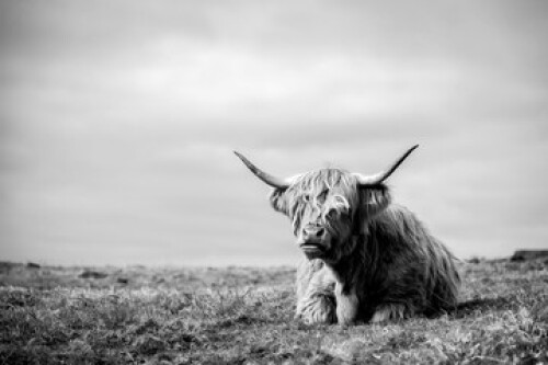 Image of highland cow by the sea in mull printed on Printed Glass Basin Splashbacks
