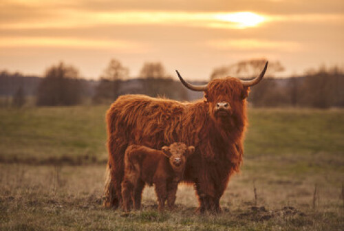 Image of Highland cow and calf. Sunset over the pasture
 printed on Printed Glass Splashbacks