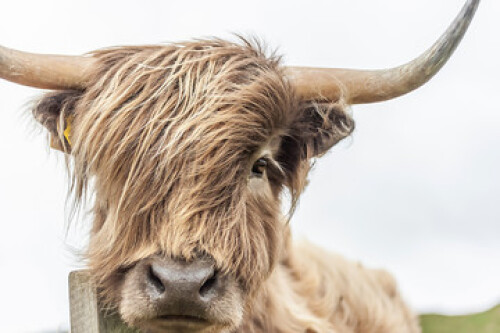 Image of Highland Cow  printed on Printed Glass Splashbacks