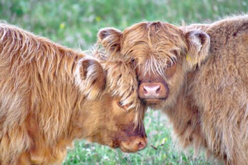 Image of highland cow and calf printed on Printed Glass Splashbacks
