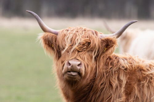 Image of A highland cow sticking its tongue out printed on Printed Glass Splashbacks