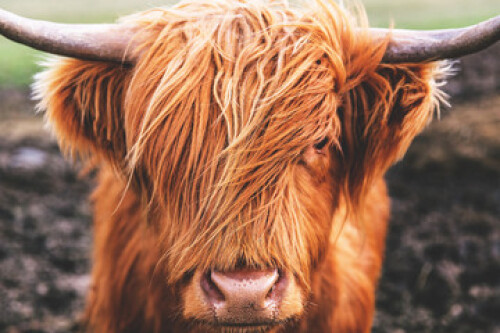 Image of Highland cow cattle head face hair horns in Scotland printed on Printed Glass Basin Splashbacks