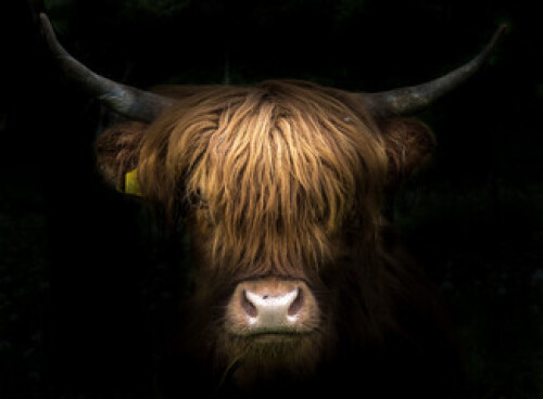 Image of Highland Cow printed on Printed Glass Splashbacks