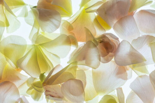 Image of High key image of petals from pink and yellow flowers. printed on Printed Glass Splashbacks