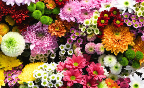 Image of Flowers wall background with amazing red, orange, pink, purple, green and white chrysanthemum flowers for Wedding decoration, hand made Beautiful flower wall background
 printed on Printed Glass Splashbacks