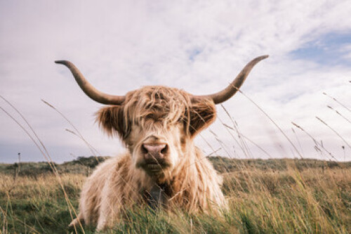 Image of scottish highland cow printed on Printed Glass Basin Splashbacks