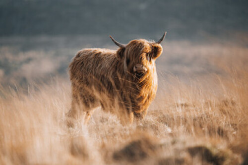Image of highland cow in the field printed on Printed Glass Splashbacks