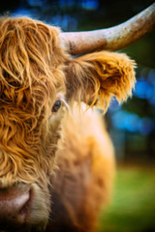 Image of Up close highland cow printed on Printed Glass Splashbacks