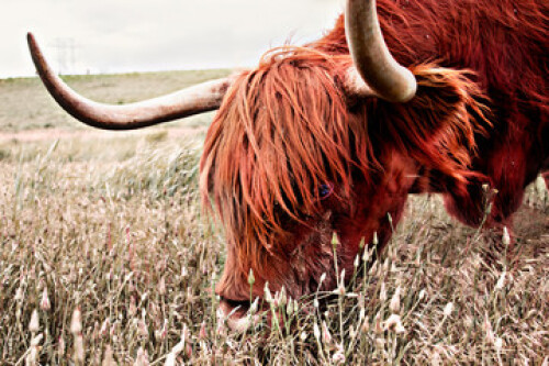 Image of highland cow printed on Printed Glass Splashbacks
