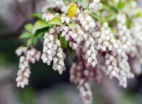 Image of Bearberry flowers or Arctostaphylos uva-ursi is a plant species of the genus Arctostaphylos manzanita. printed on Printed Glass Splashbacks