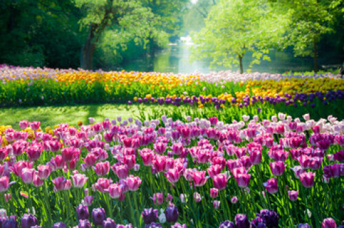 Image of Tulip flowers field printed on Printed Glass Splashbacks