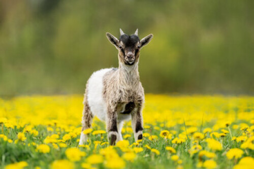 Image of Little Nigerian pygmy goat on the field with flowers. Farm animals. printed on Printed Glass Splashbacks