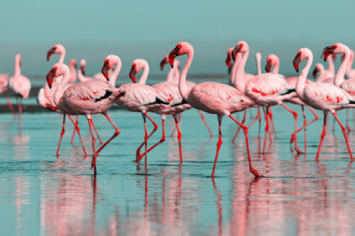 Image of Wild african birds. Group birds of pink african flamingos  walking around the blue lagoon on a sunny day printed on Printed Glass Splashbacks
