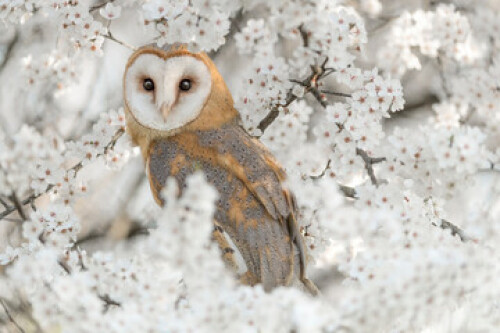 Image of Fine art portrait of Barn owl wrapped by flowers (Tyto alba) printed on Printed Glass Splashbacks