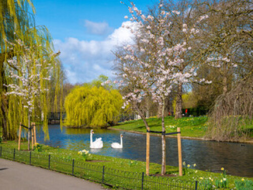 Image of Beautiful nature in the spring season with a blue pond and white swans in Regents park of London on a sunny day printed on Printed Glass Splashbacks