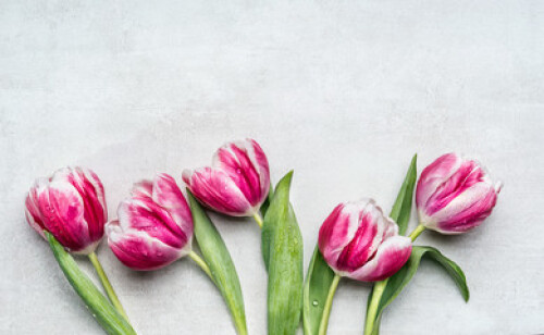 Image of Beautiful rosa white tulips, floral border on light gray background, top view.  Spring flowers concept printed on Printed Glass Splashbacks
