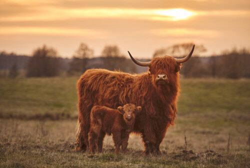 Image of Highland Cows printed on Printed Glass Splashbacks