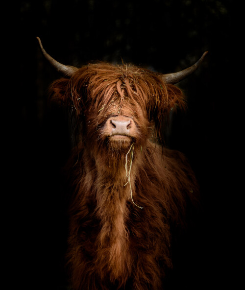 Image of Scottish Highland cow in portrait against a dark background printed on Printed Glass Splashbacks